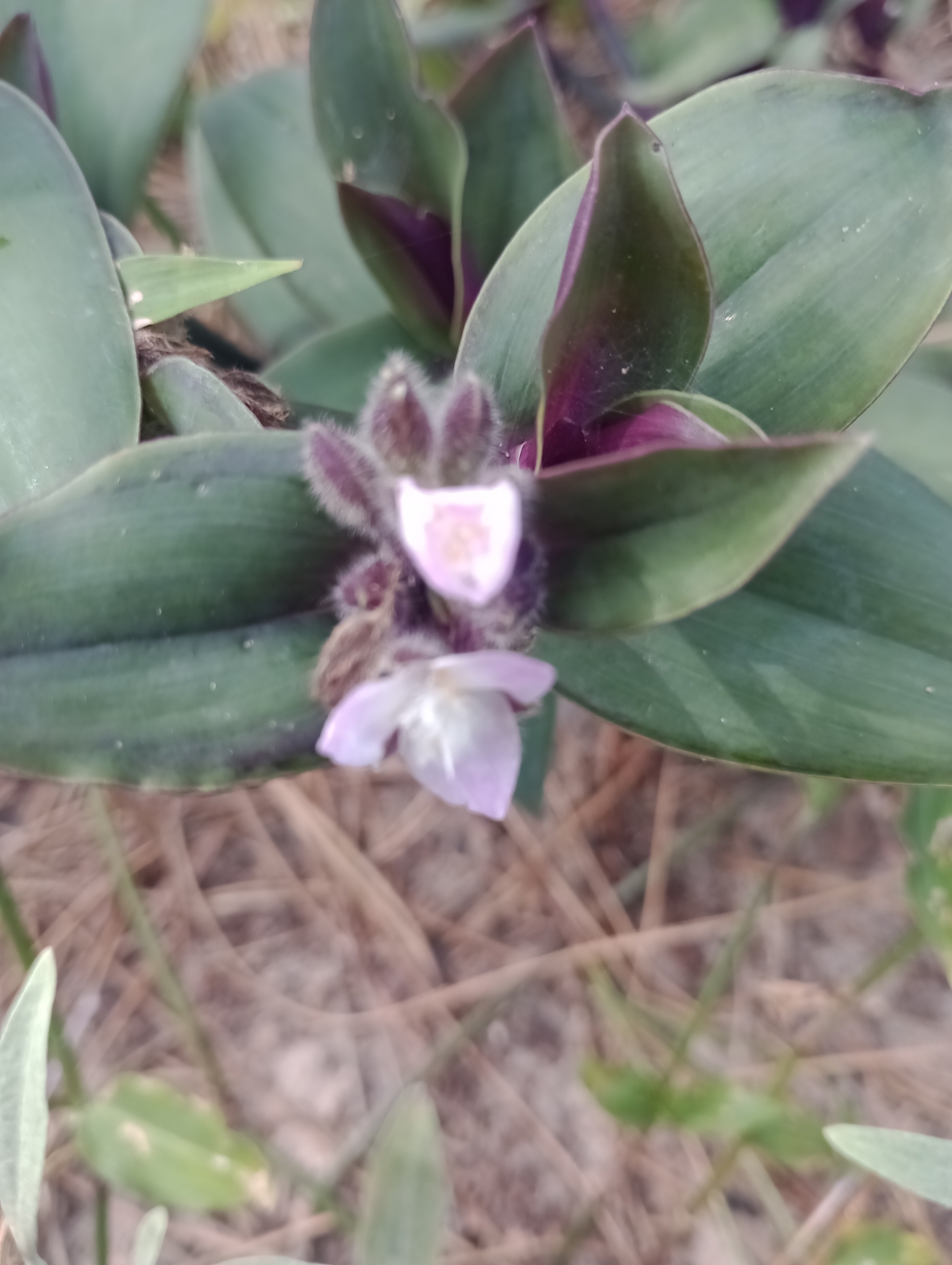 Imagem de Lambari roxo