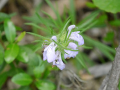 Salvia engelmannii