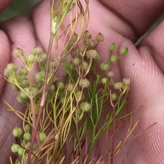 Spermolepis echinata