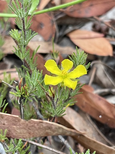 Hibbertia fasciculata R.Br. ex DC.
