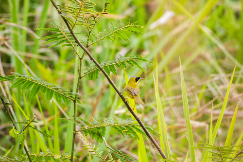 Masked Yellowthroat (Geothlypis aequinoctialis), photo 9