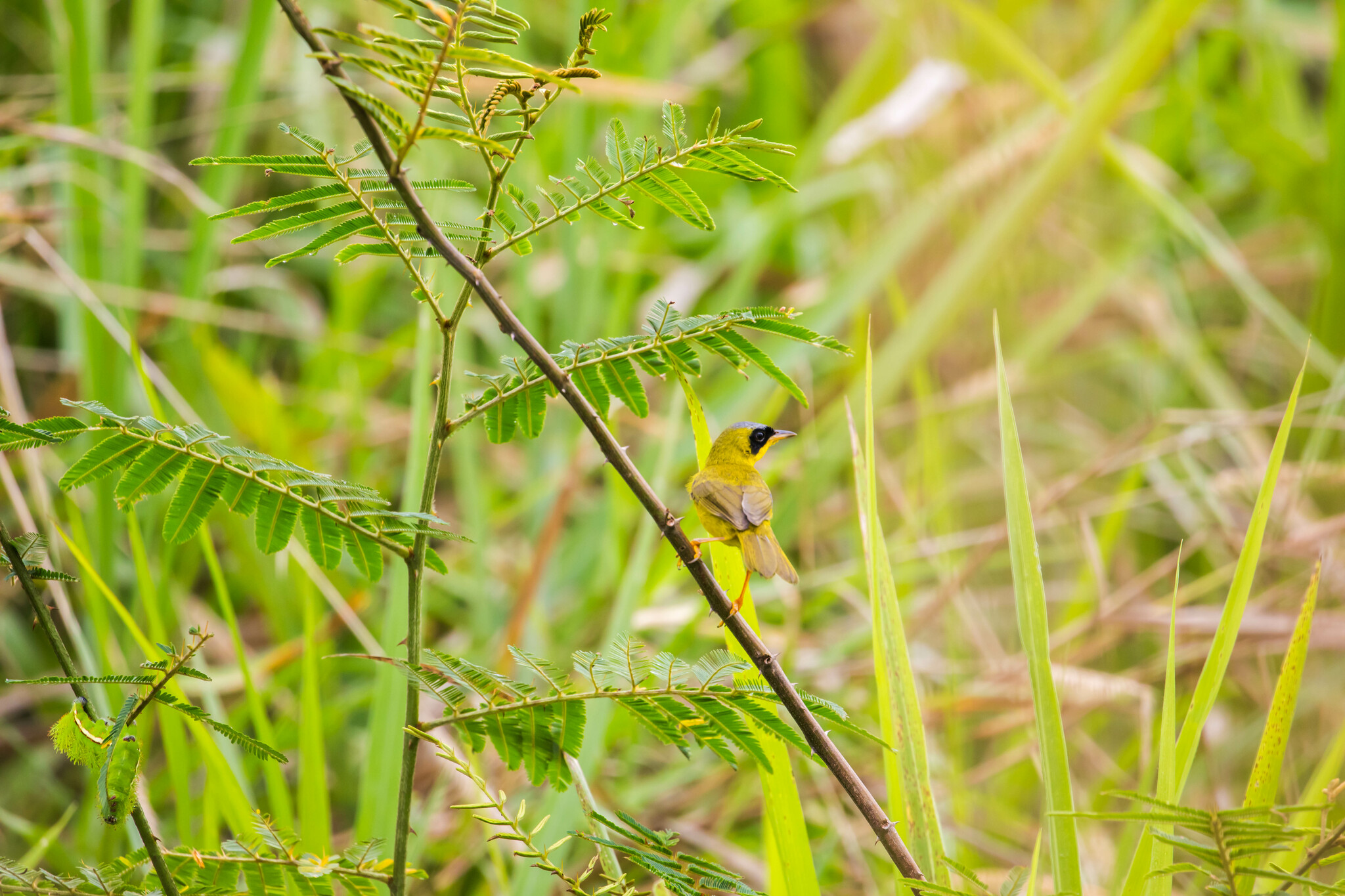 Masked Yellowthroat (Geothlypis aequinoctialis), photo 4