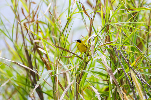 Masked Yellowthroat (Geothlypis aequinoctialis), photo 4