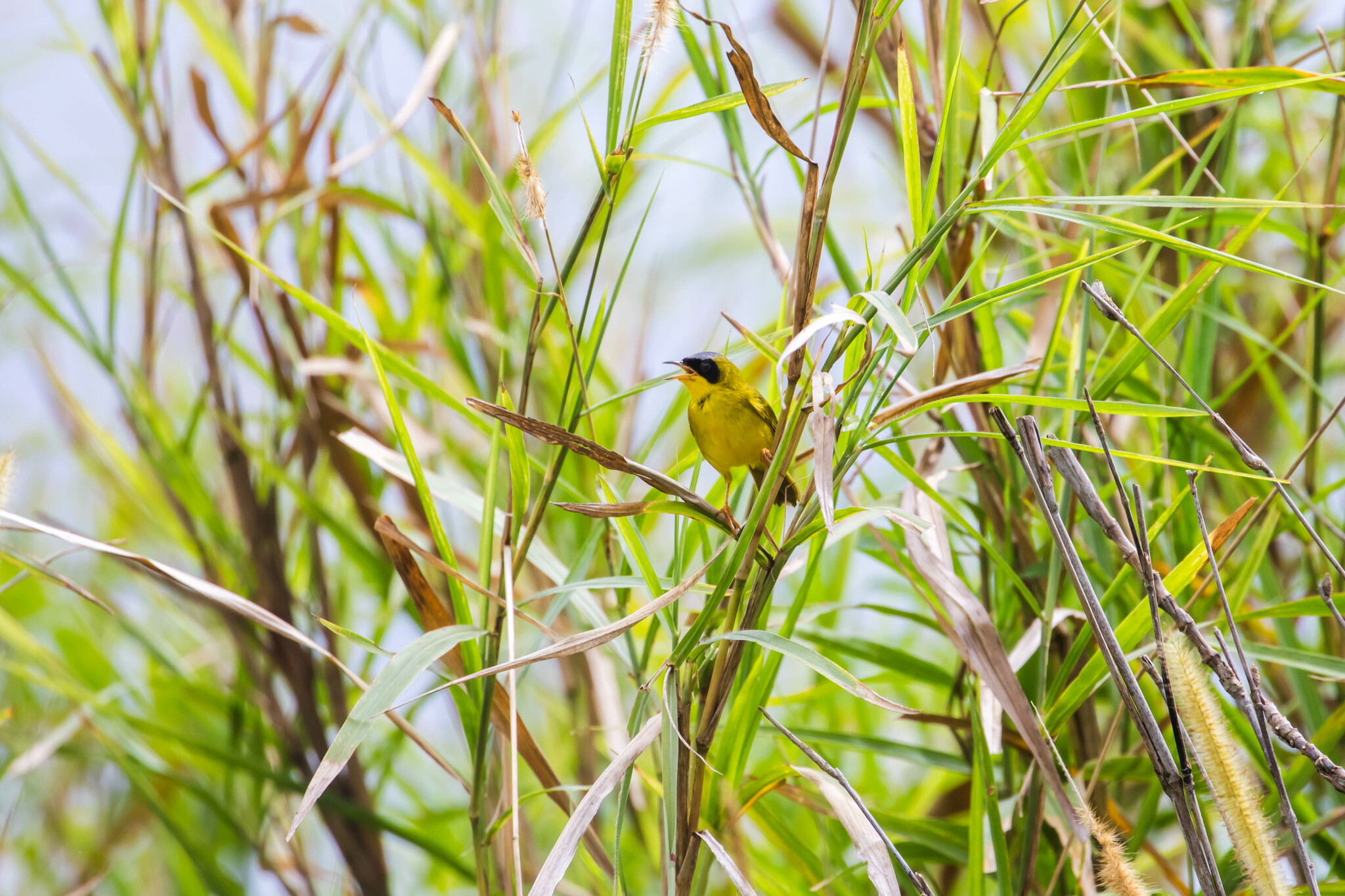 Masked Yellowthroat (Geothlypis aequinoctialis), photo 5