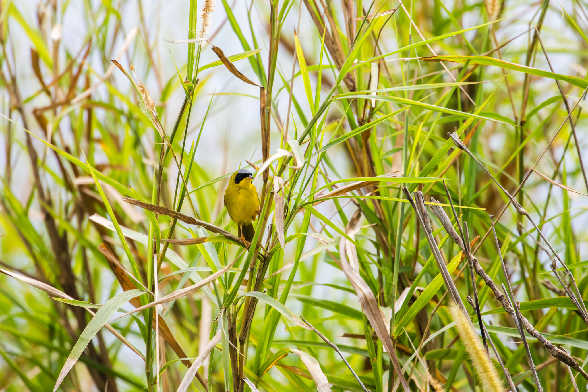 Masked Yellowthroat (Geothlypis aequinoctialis), photo 6