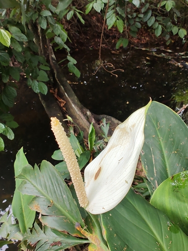 Image of Spathiphyllum cannifolium by (c) Martha Lucia Ortiz-Moreno, some rights reserved (CC BY)