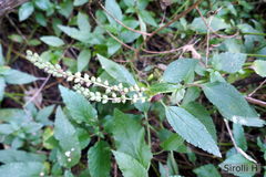 Teucrium vesicarium