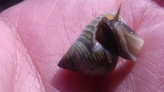 Echinolittorina modesta