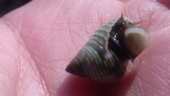 Echinolittorina modesta