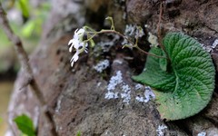 Streptocarpus pentherianus