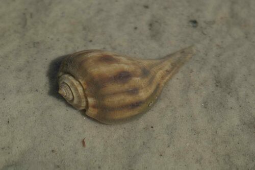 Fulguropsis pyruloides (Say, 1822)