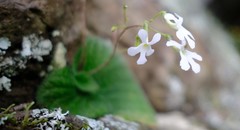 Streptocarpus pentherianus