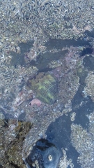 Stramonita biserialis