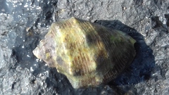 Stramonita biserialis