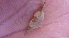 Pachygrapsus
