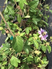 Passiflora alata × caerulea