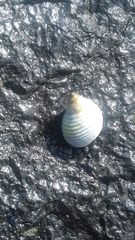 Echinolittorina modesta