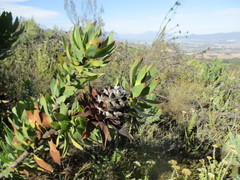 Leucadendron daphnoides