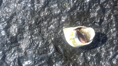 Echinolittorina modesta