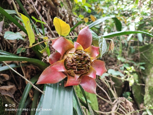 Wittrockia cyathiformis, photograph 4