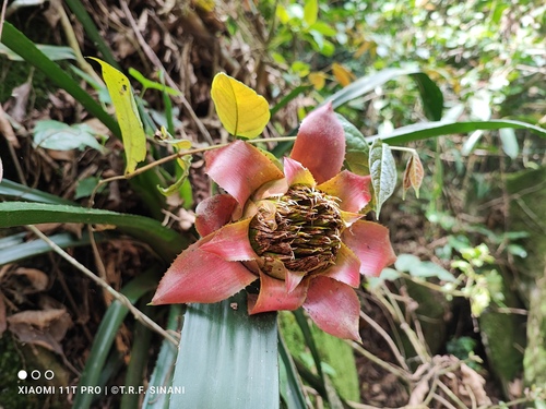 Wittrockia cyathiformis, photograph 5
