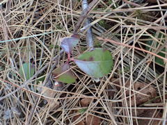 Gaultheria procumbens image