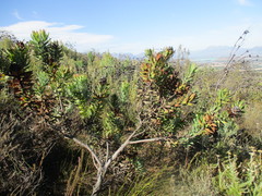 Leucadendron daphnoides