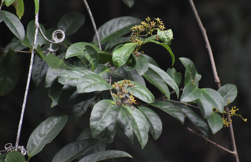 Loeseneriella barbata (F.Muell.) C.T.White