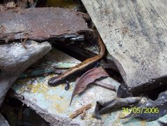 Bolitoglossa platydactyla