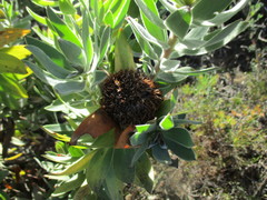 Leucadendron daphnoides