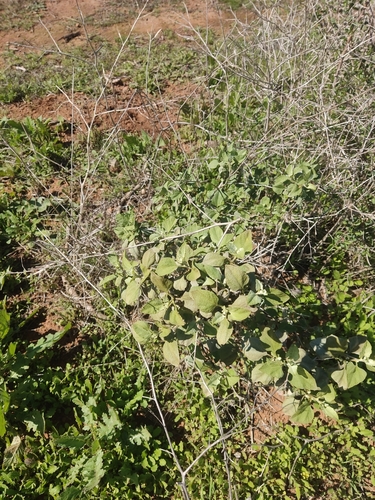 Image of Ambrosia chenopodiifolia by (c) Diego Maldonado de la Torre, some rights reserved (CC BY)