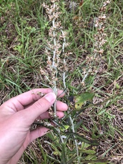 Gamochaeta argyrinea