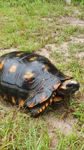 Brazilian Giant Tortoise