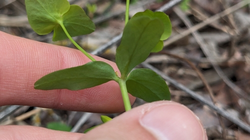 Image of Roemer's spurge by (c) Joseph Aubert, some rights reserved (CC BY)