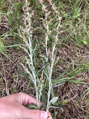 Gamochaeta argyrinea