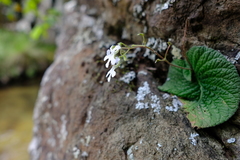 Streptocarpus pentherianus