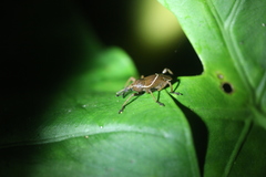 Cryptoderma formosense
