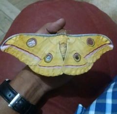 Antheraea paphia