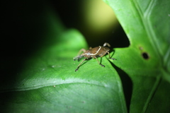 Cryptoderma formosense