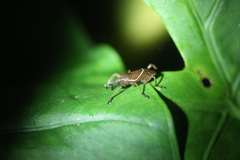 Cryptoderma formosense