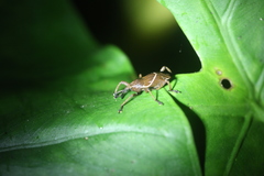 Cryptoderma formosense