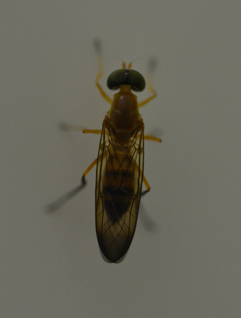 Ptecticus insularis