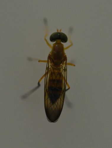 Ptecticus insularis