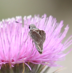 Atrytonopsis pittacus