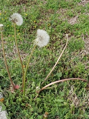 Taraxacum