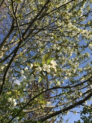 Cerasus