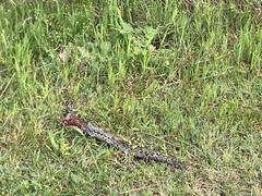 Vipera ammodytes