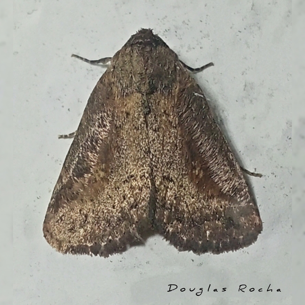 Elaphria villicosta