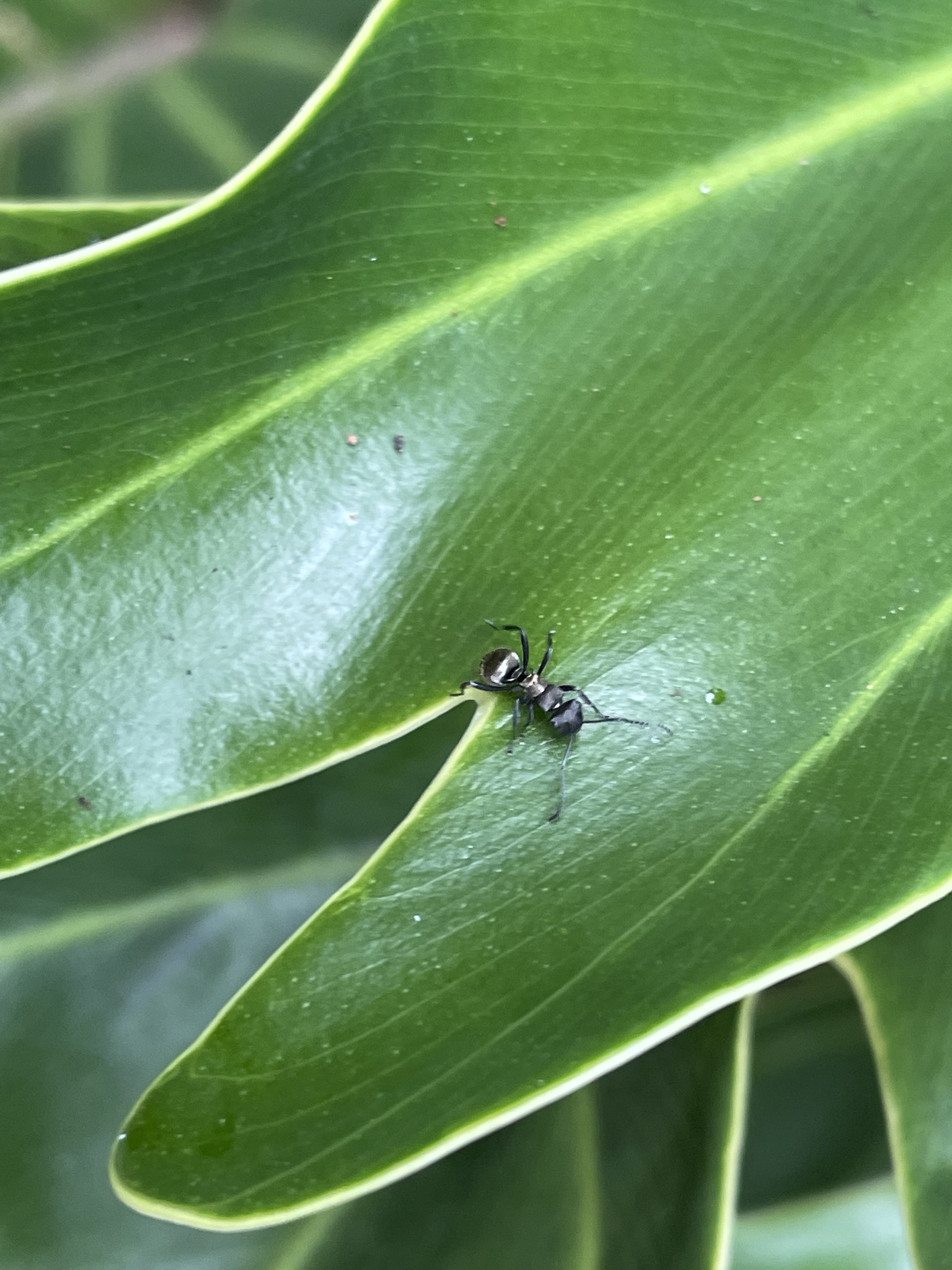 Hedomyrma