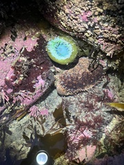 Romaleon antennarium image